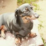 Dachshund FTW 🐶👈👌 - @jasmine_smiley - Instagram