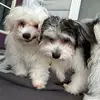 Jazmine Speller - @notjazminespeller - TikTok