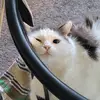 Jasmine Starks - @jazzy.b.lee - TikTok