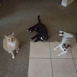 @kovutibbsandjasmine - Instagram