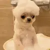 Jazmin_Valentine - @jasmine.valentine22 - TikTok