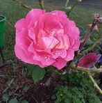 Jasmine Whitehurst - Facebook