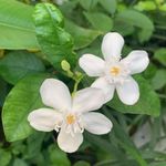 Jasmine Zhou - @jasmine.zhou.96 - Instagram