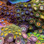 Jason Allgood - @allgoodcorals - Instagram