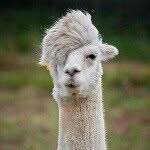 jason andrada - @its_funny_2me - Instagram