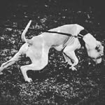 Jason Armbruster - @jmapitbull - Instagram