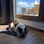 jason - @jason_boston_terrier - Instagram
