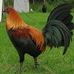 Jason Botelho - Facebook