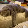 jasonbracey81 - @themaninblue0581 - TikTok