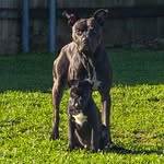 Jason Broom - @a.d.h.d_kennels - Instagram