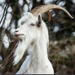 Jason Broome - @billythebeardedtreegoat - Instagram