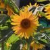 Jason Buckleigh - Facebook