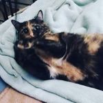 Jason Cavender - @cabooseno - Instagram