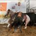 Jason Swayne cutting horses  - Facebook