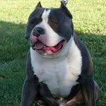 Jason Damm - @raisingkaynebullies - Instagram