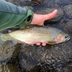 Jason Detar - @jaybirdflyfishing - Instagram