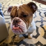 Jason Dewees - @audiweezal - Instagram