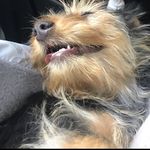Jason Dibble - @pass.the.doge - Instagram