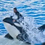 Jason, Duh 🐳 - @jason_orcatrainer - Instagram