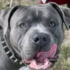 Jason Eckels325 - @thegoochamericanbully - TikTok