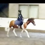 Equestrian_Jason - @equestrianjason - Instagram