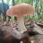 Jason Van Fleet - @hungryplant13 - Instagram