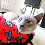 @jason_el_gato - @jason_gato22 - Instagram