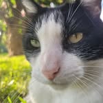 Jason el gato bajista - @jason_with_the_cats - Instagram