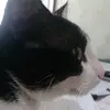 Jason - @jason..o..gato - TikTok