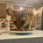 Jason - @jason_el_gato_ - Instagram
