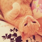 Jason, o gato. - @o_diario_de_jason - Instagram