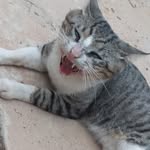 jason um gato fofo💙 - @gato_fofo1 - Instagram