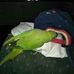 Jason Gillman - Facebook