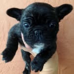 Jason Gilmore - @eevee_thefrenchie - Instagram