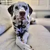 Jason Groth260 - @thatdogsdad - TikTok