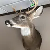 Jason Gustafsson - @jason.gustafsson - TikTok