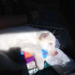 Jason Haak - @riley_the_husky_2014 - Instagram