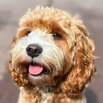 Jason Hackney-Russell - @the_archie_cavapoo - Instagram