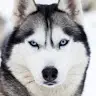 Jason Howarth - @redwolfhusky - TikTok