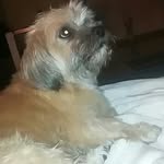 Jason - @jasonhubner_dog - Instagram