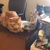 kail jason - @kail.jason - TikTok