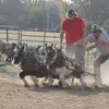 Kirkham pulling horses - @jasonjkirkham - TikTok