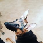 jason maple leafs - @jasonmapleleafs - Instagram