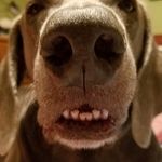 Jason LeMay - @justfittin - Instagram