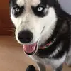 jasonlou11 - @jasonlou11 - TikTok