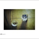 林叶茂 - @jasonlyn_p - Instagram