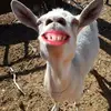 Jason Marble - @funnynmore4u - TikTok