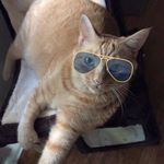 Jason Markle - @justanotherraindog - Instagram