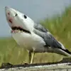 Jason Marlowe - @jason.marlowe - TikTok