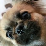 Jason Almaguer Rosabal Marrero - @holasoyyeisin.dog - Instagram